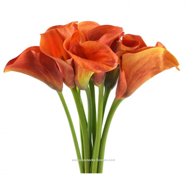 Цветы 11 оранжевых калл