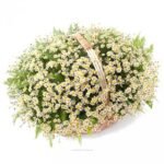 Корзина ромашек "Блеск Алмаза"