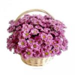 Корзина  розовых хризантем "Каникулы