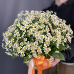 Корзинка ромашек "Созвездие Ангела"